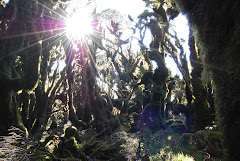 Goblin Forest below Manuoha Summit