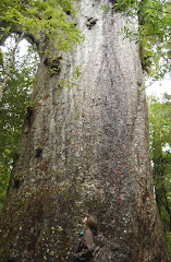 Erin and Yakas (the 7th largest Kauri)