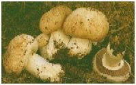tipos de seta champiñon de campo