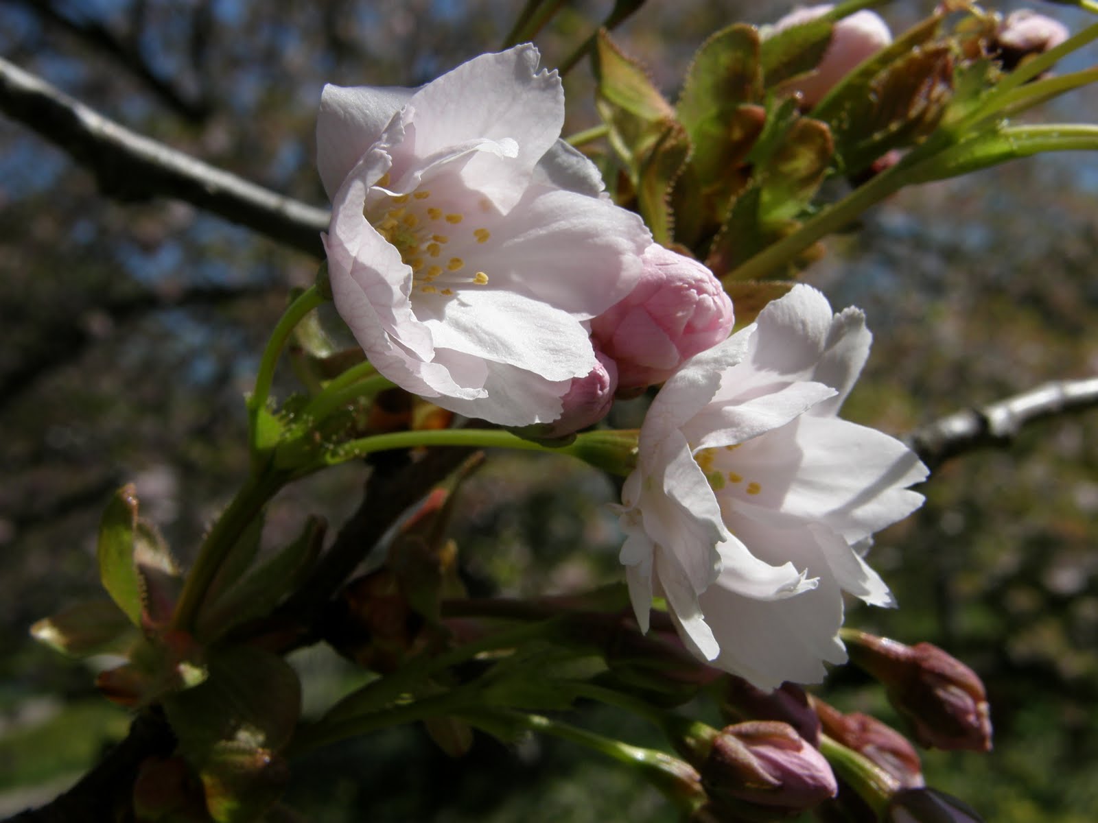 Vi tre & trädgård blogg: prunus i alnarp