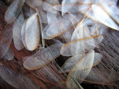 Bed Termites