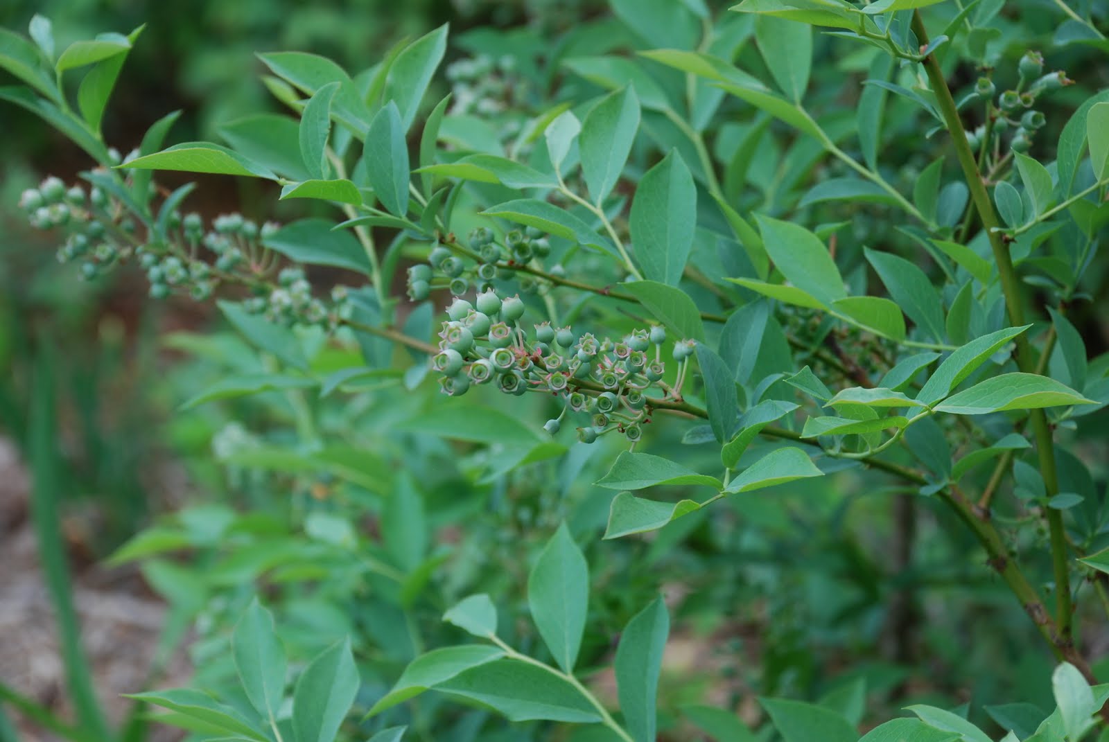 What grows there? Growing Blueberries
