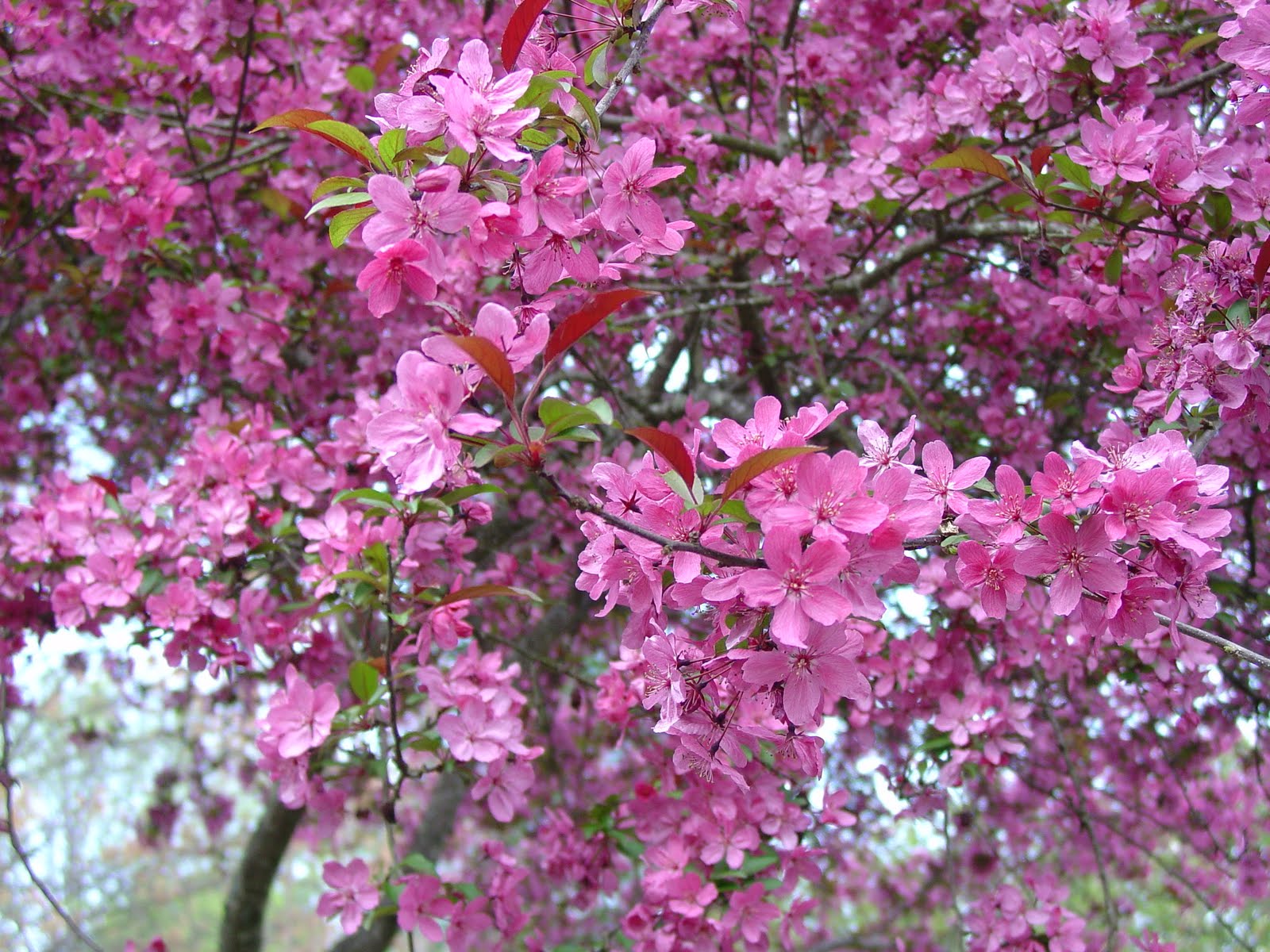 [Malus+'Prairifire+2+(1).jpg]