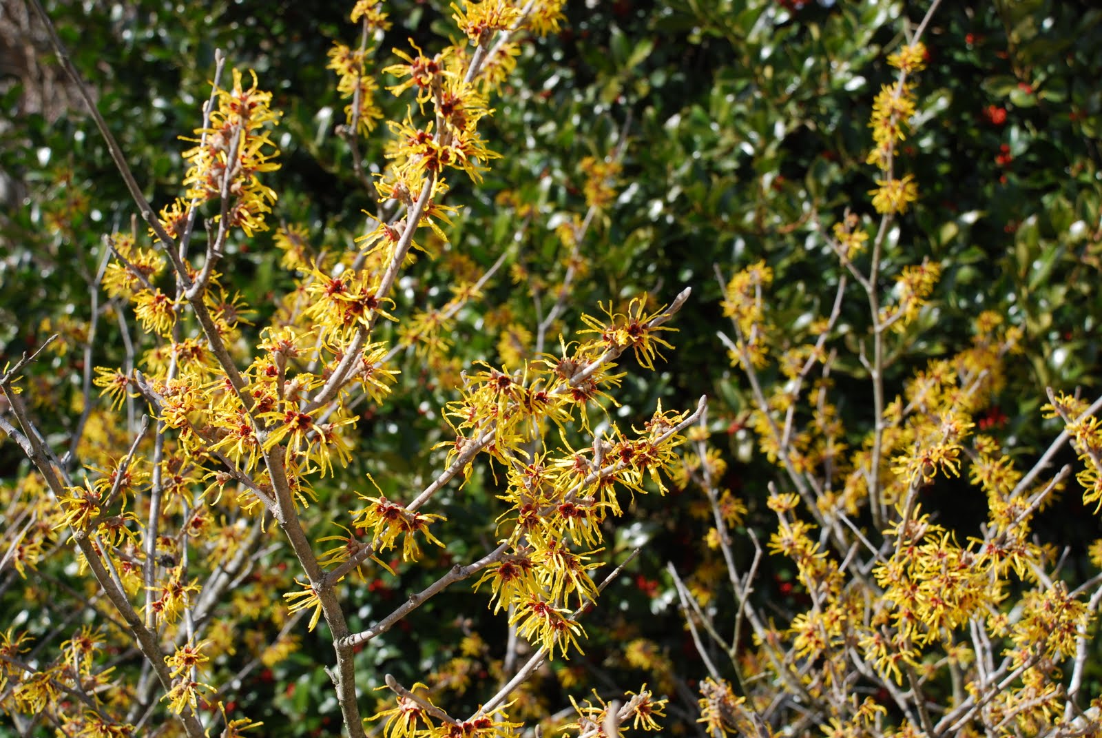 [Hamamelisx+collection+(4).JPG]