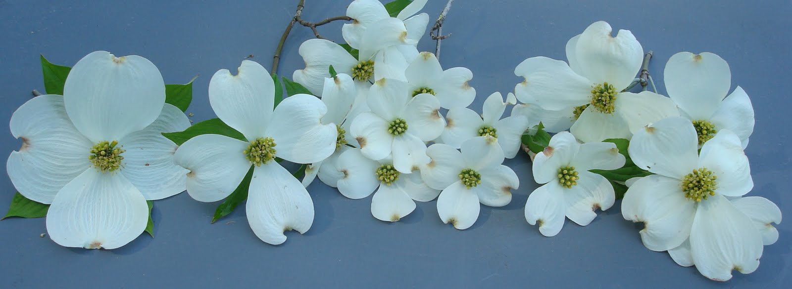 [JoyMistSnowBlushDogwood.jpg]