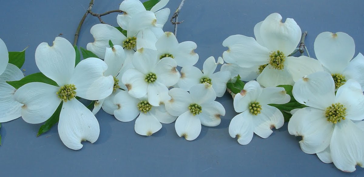cherokee brave dogwood disease cherokee brave dogwood disease