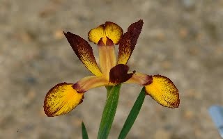 [I.+spuria+RedwoodSupreme.jpg]