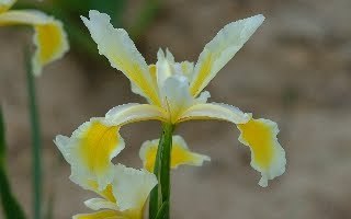 [I.+spuria+ShelfordGiant.jpg]