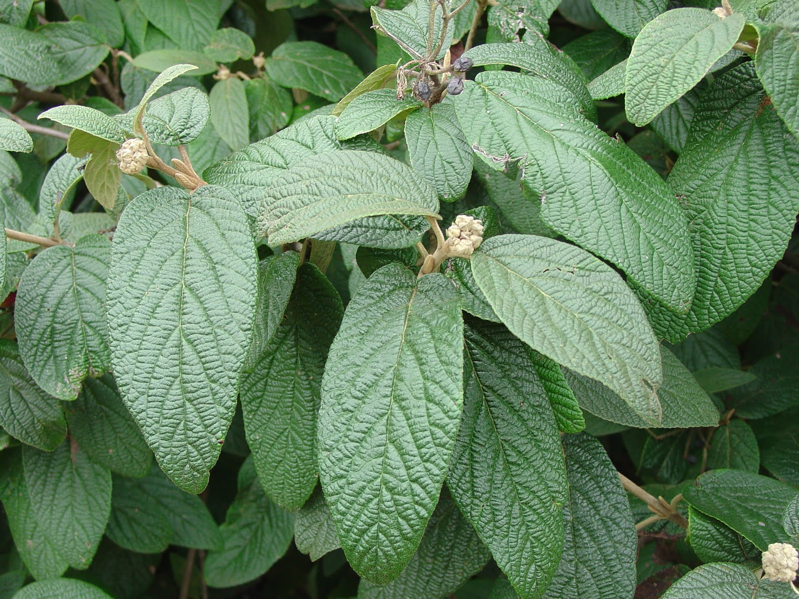 Viburnums for Privacy Screening What Grows There Hugh Conlon