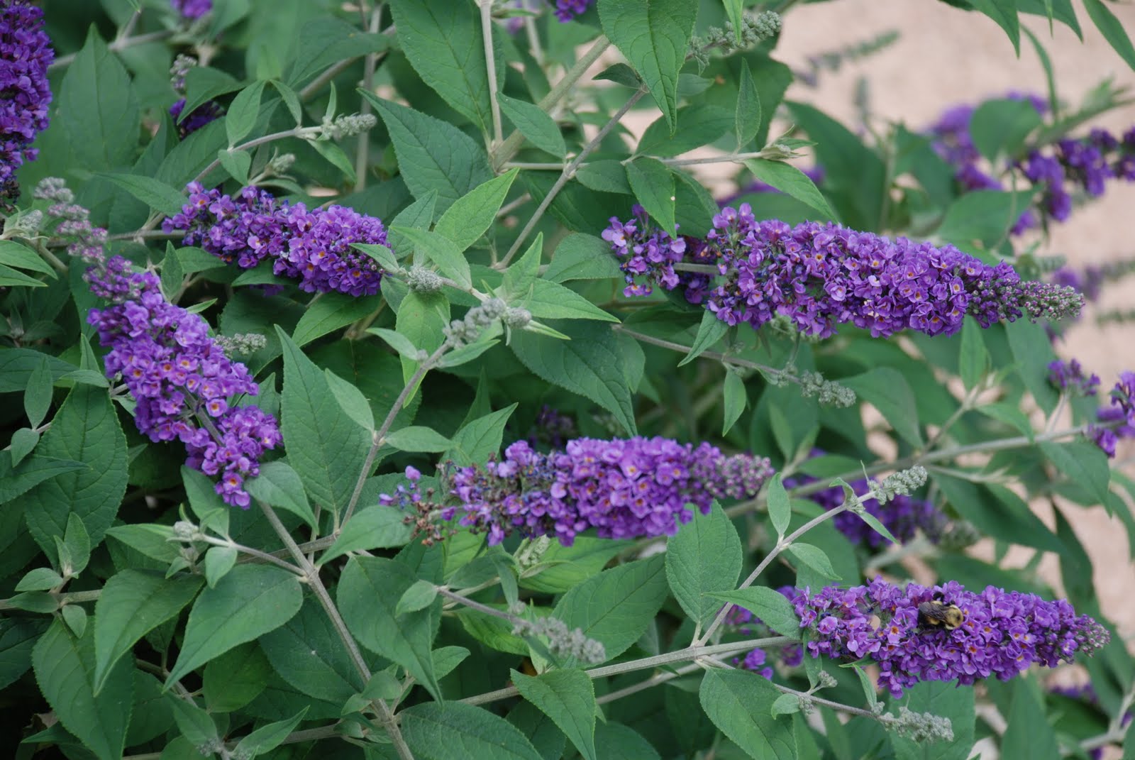 [Buddleia+'BlueChip'+(2).JPG]