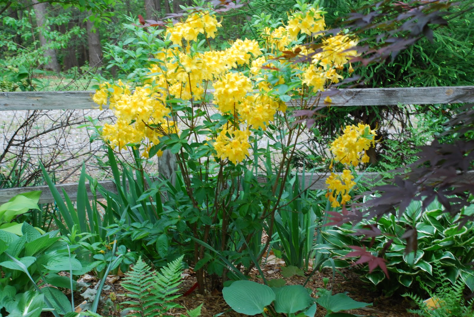 Hybrid Decidous Azaleas Brighten The May Garden What Grows There