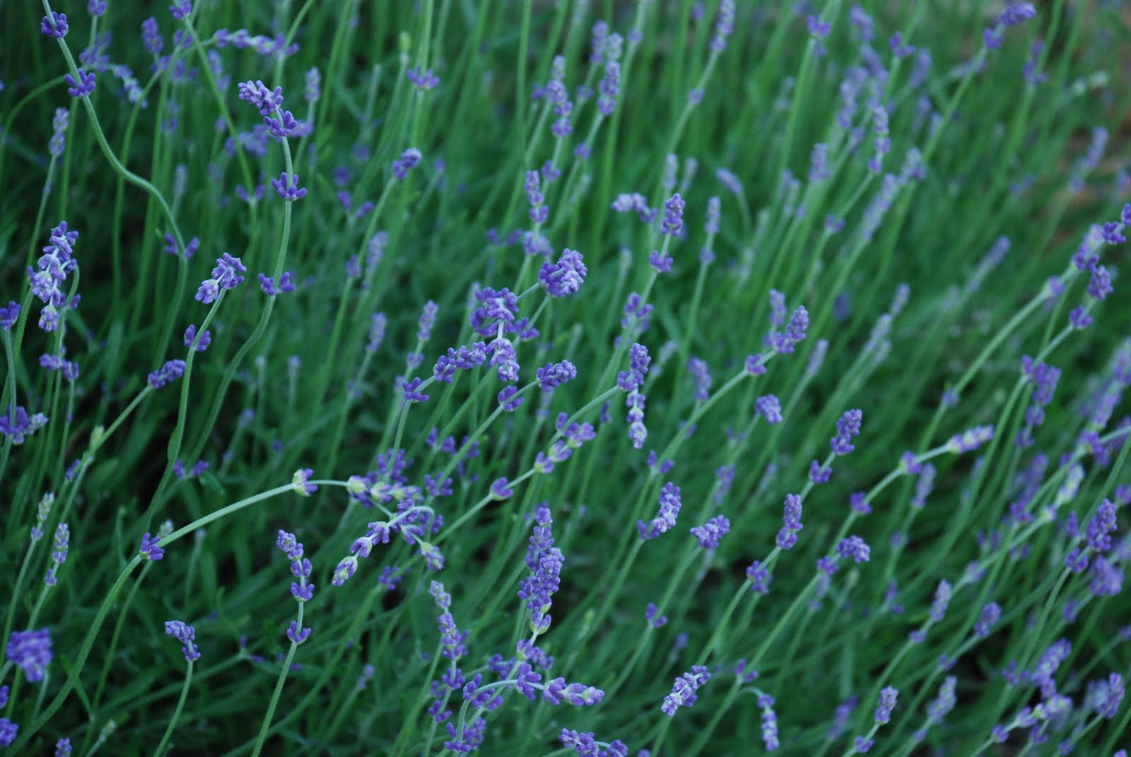 What grows there? May 2010