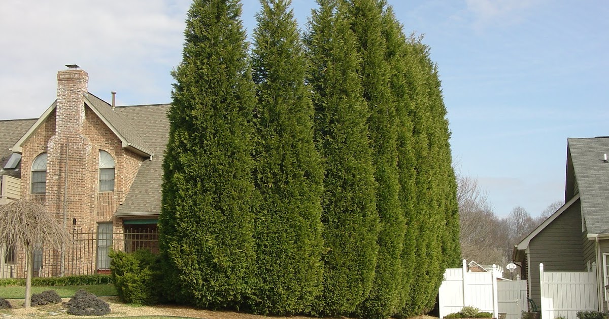 What grows there? Planting Leyland Cypress May Be a "Big