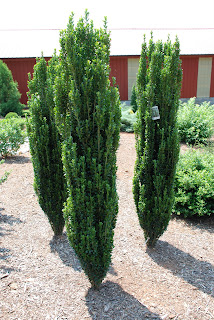 What Grows There Sky Pencil Holly Vs Dee Runk Boxwood