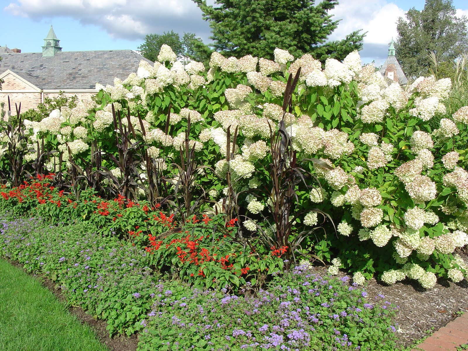 What grows there? Pruning Hydrangeas