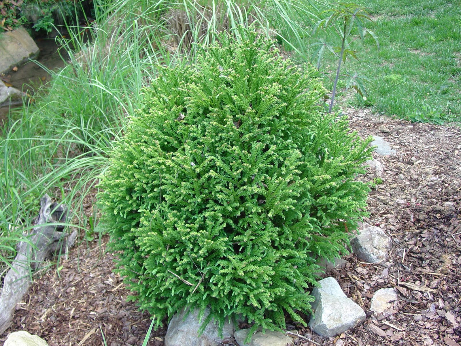 Gaston Garden Sky Pencil Japanese Holly