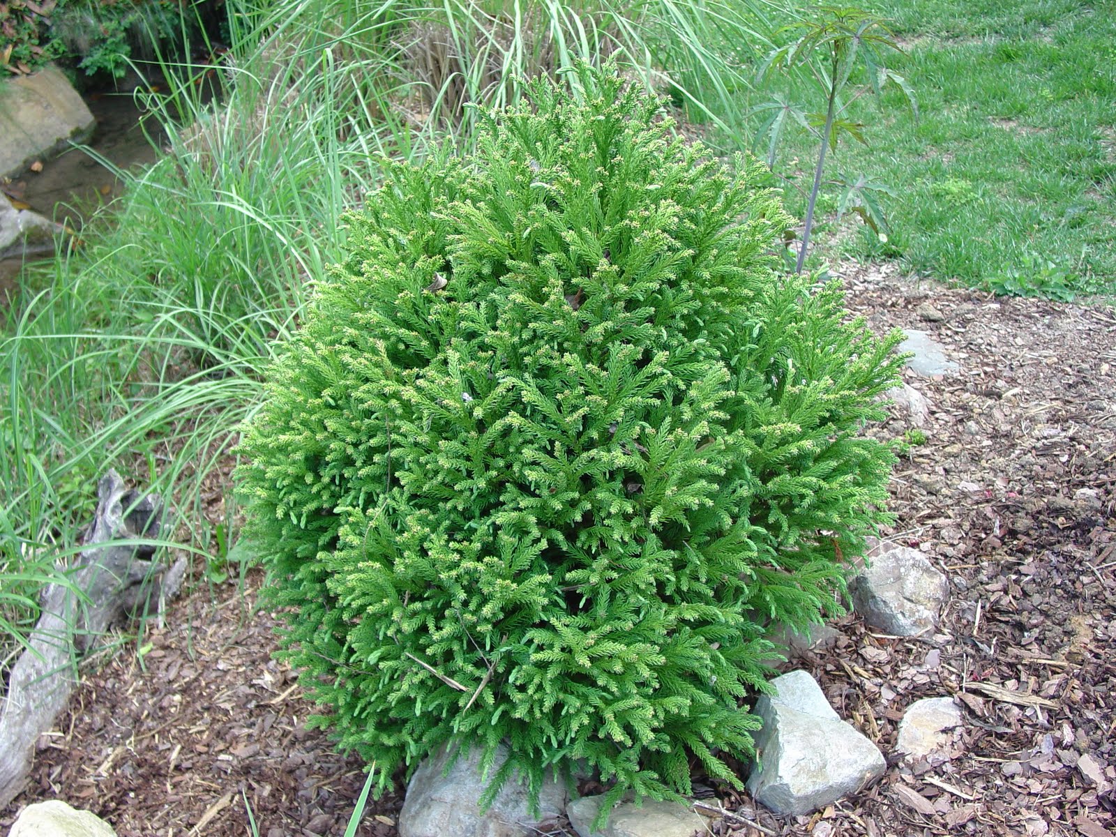 Japanese Yew Shrub