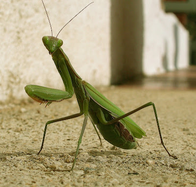 Pregadéus (Mantis religiosa)