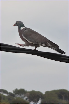 Tudó