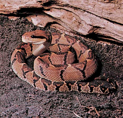 Bushmaster - longest snake in the world Bushmaster - longest snake in the world
