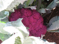 Purple Cauliflower