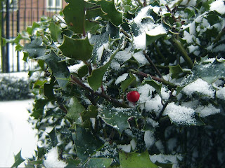 Holly in Winter