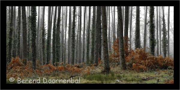 20 bois devant chez (forest close by) Pascal, corrèze.