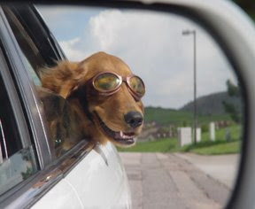 interesting facts: Why do dogs love to stick their heads out of car windows?