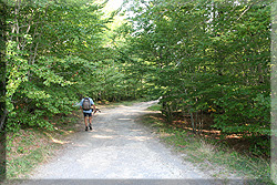 Pista forestal