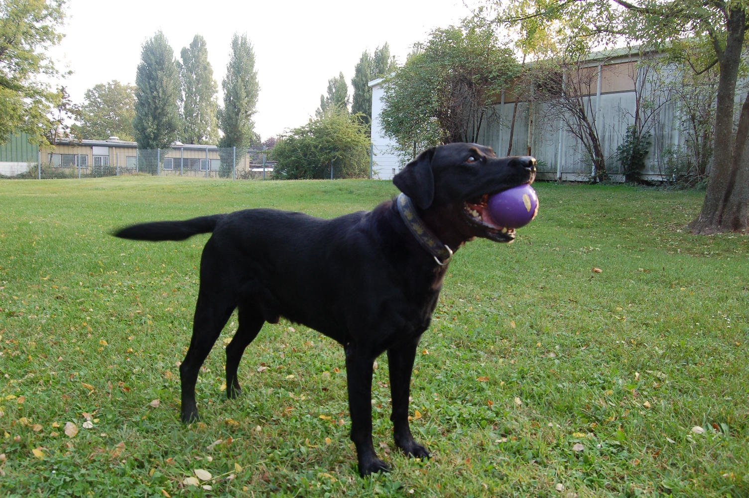 [thursday+dog+035.JPG]