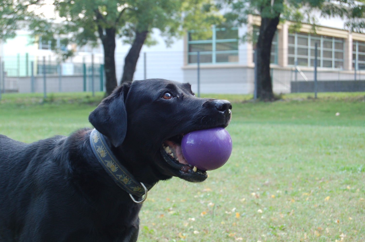 [thursday+dog+018.JPG]