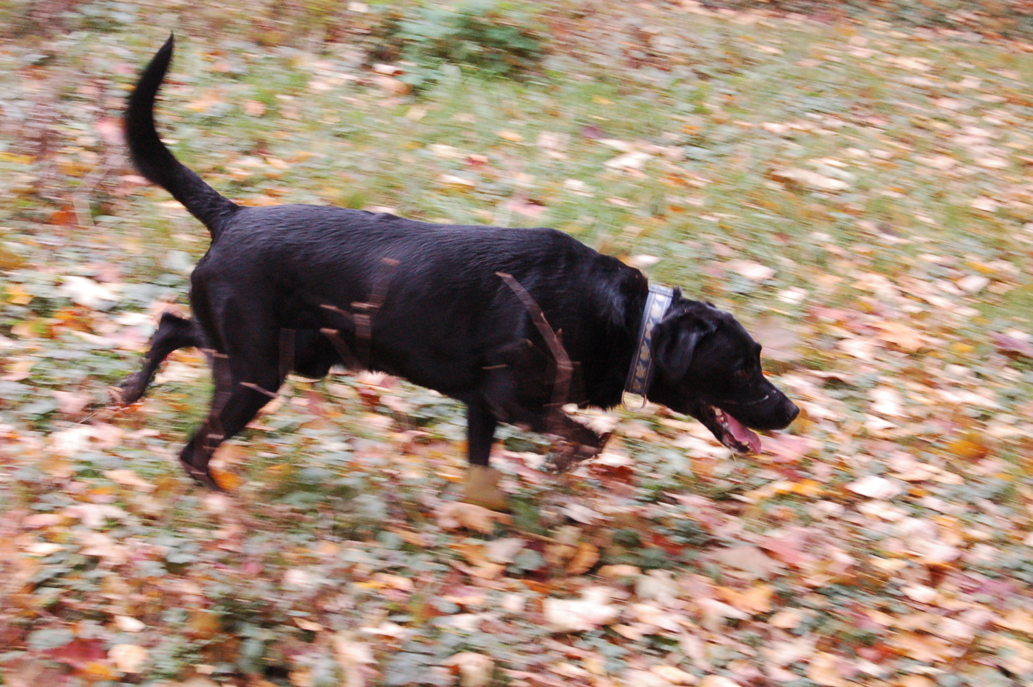 [autumn+082.JPG]