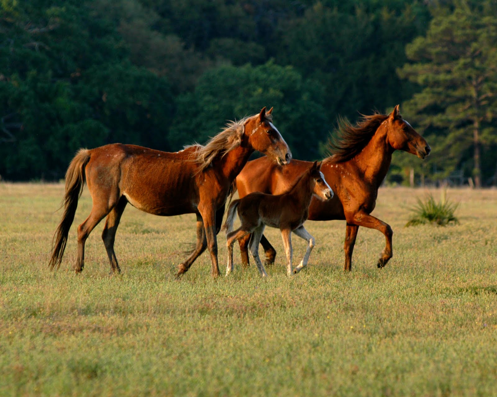 [horses1-8x10+color.jpg]