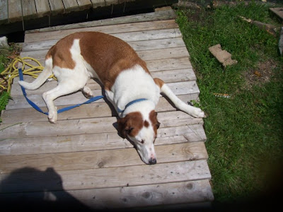 Scrooge the blogging walker hound