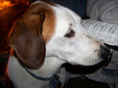 Scrooge the walker hound by the campfire