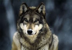 Leah Clearwater~Wolf Form
