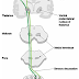 Ascending tracts