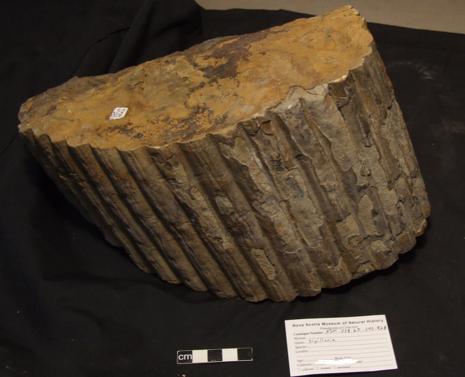 Joggins Fossil Cliffs November 2010