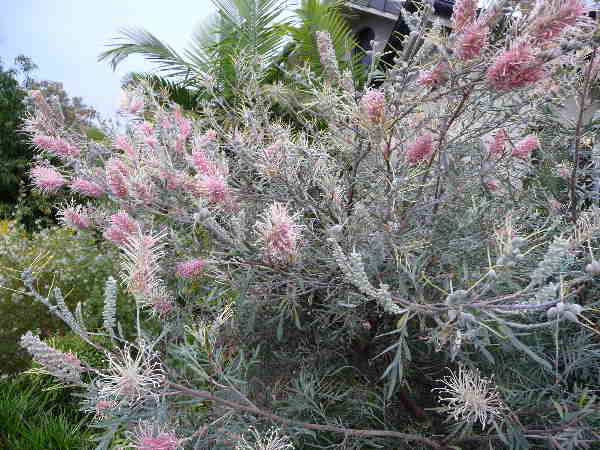Grevillea Flamingo