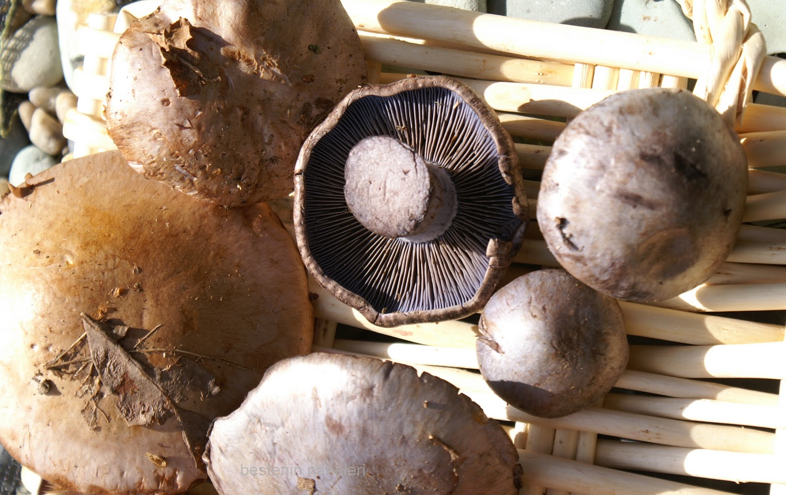 beste�nin naneleri Yabani mantarlar, aromatik tuzlar ve yaglar, aigo