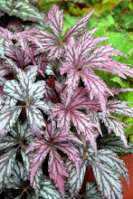 Elegant 'Benitochiba' begonia