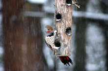 Flicker visits feeder