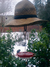 Hummingbird in the Snow