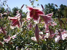 Silk Road lily