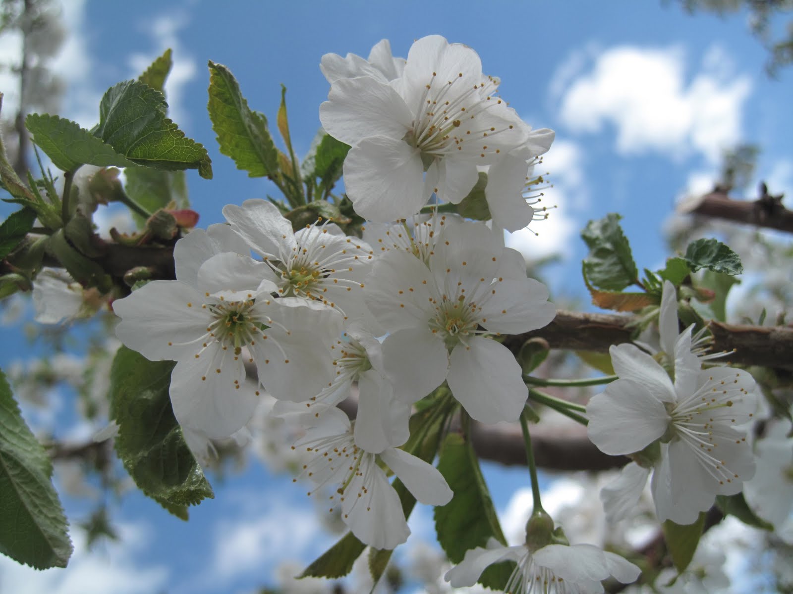 bigblueglobe Fruit Blossoms