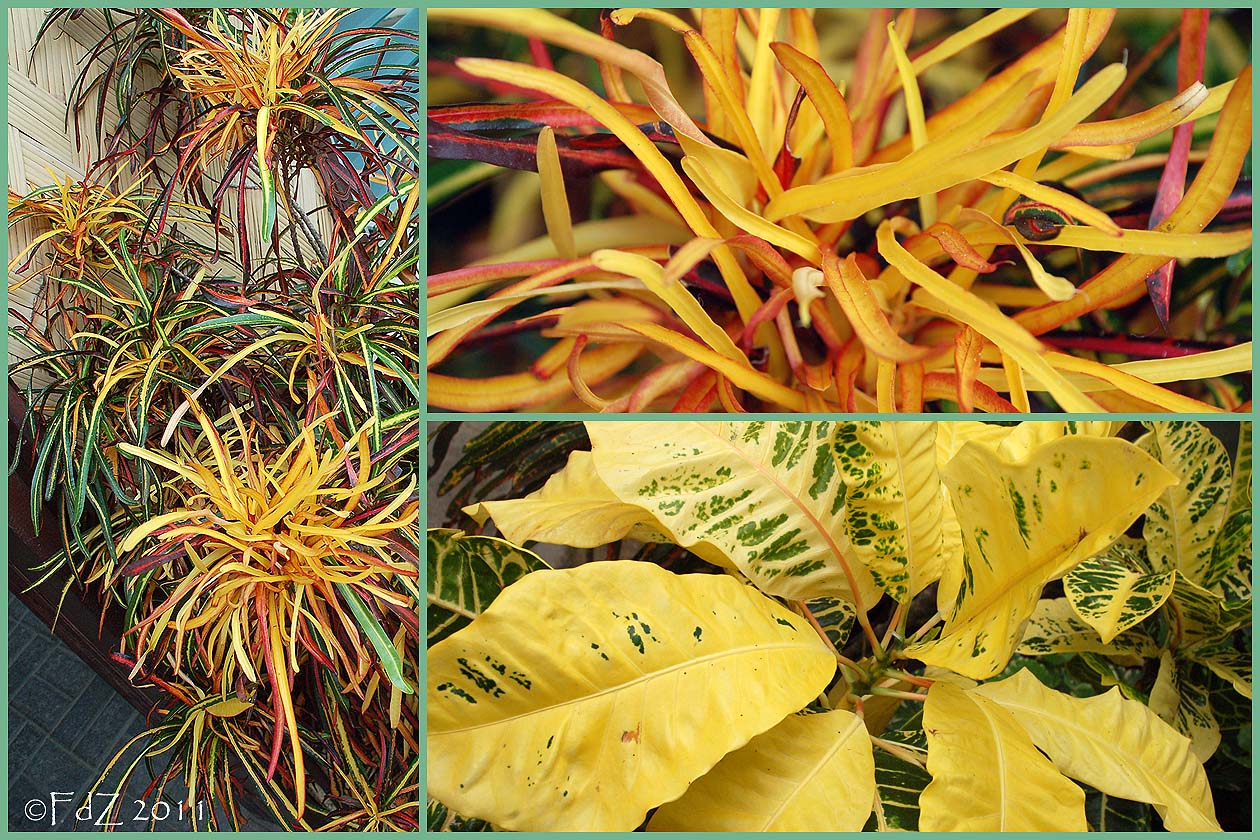 Yellow Plant Leaves