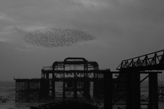 Birds & Lines