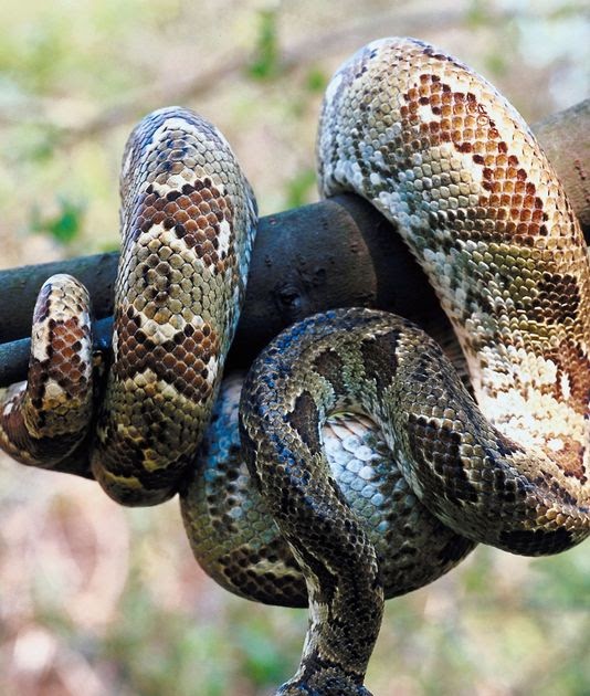 Nature Observations and Meanings BOA CONSTRICTOR Respect Your Fears