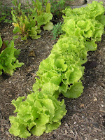 Deer-proof your garden!