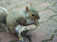 Happy The Squirrel